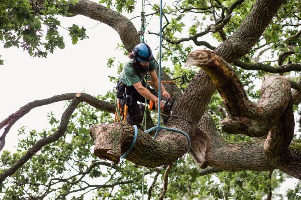 Best Tree Cabling and Bracing  in Horseshoe Bay, TX