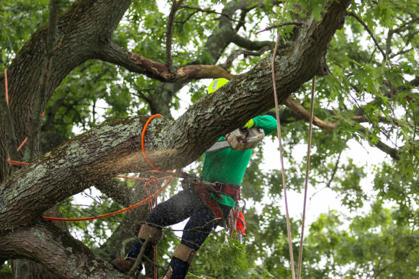 Best Commercial Tree Removal  in Horseshoe Bay, TX