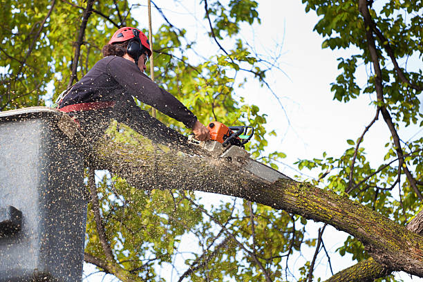 Best Tree and Shrub Care  in Horseshoe Bay, TX