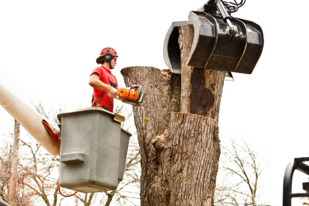 Best Tree Risk Assessment  in Horseshoe Bay, TX